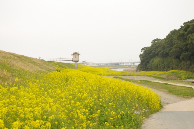 油の原料!食べても美味しい「菜の花(アブラナ)」